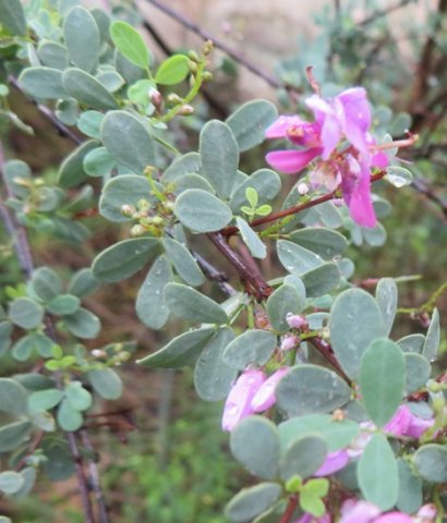 Indigofera denudata new growth